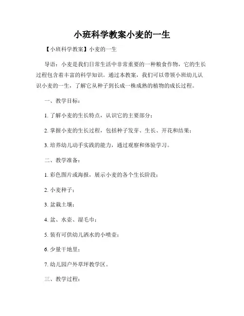 小班科学教案小麦的一生