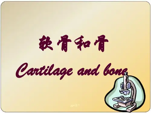 《组织胚胎学》软骨和骨  ppt课件