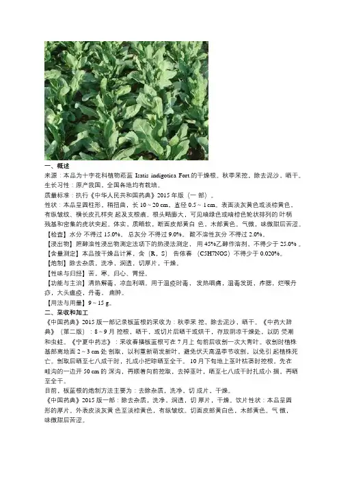板蓝根规范化种植、采收、加工技术
