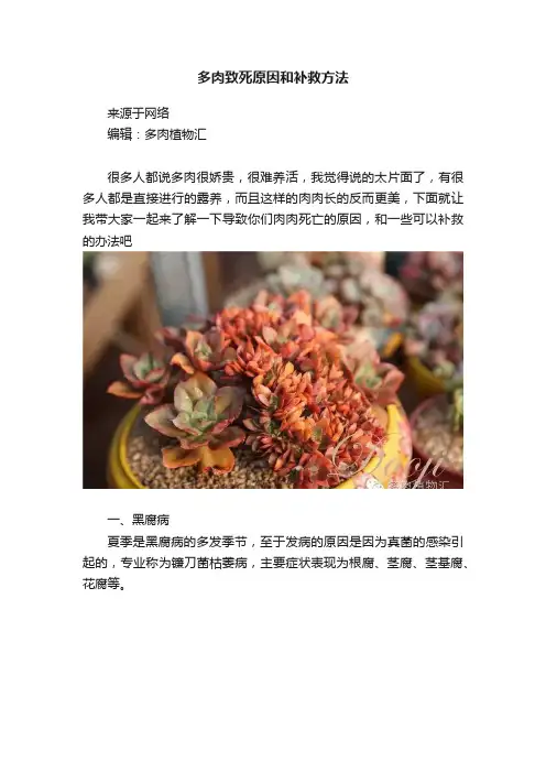 多肉致死原因和补救方法