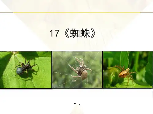 《蜘蛛》PPT