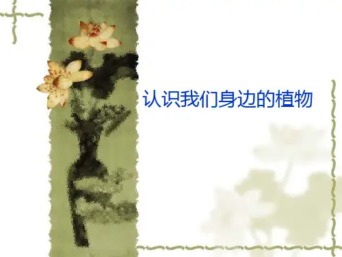 认识我们身边的植物
