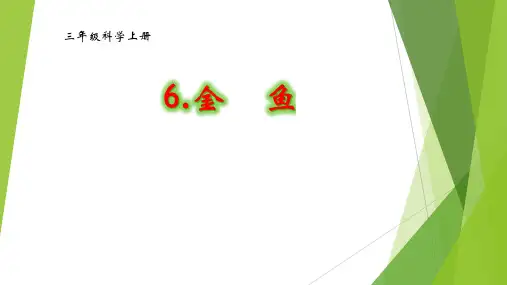 三年级上科学《金鱼》课件PPT3