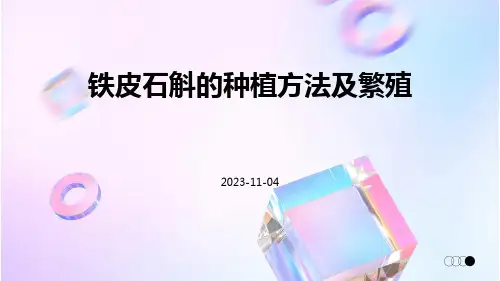 铁皮石斛的种植方法及繁殖