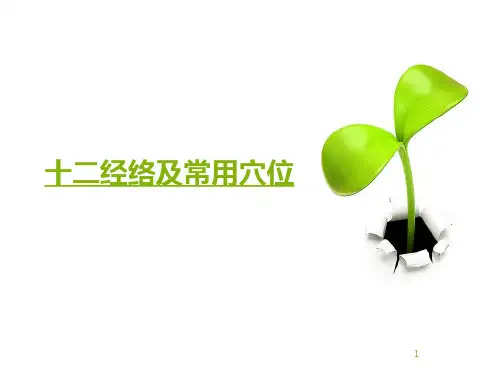 十二经络及常用穴位ppt课件