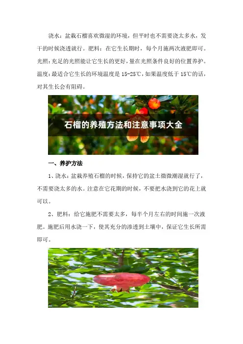 石榴的养殖方法和注意事项
