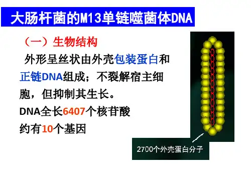 M13 DNA载体的特点 1