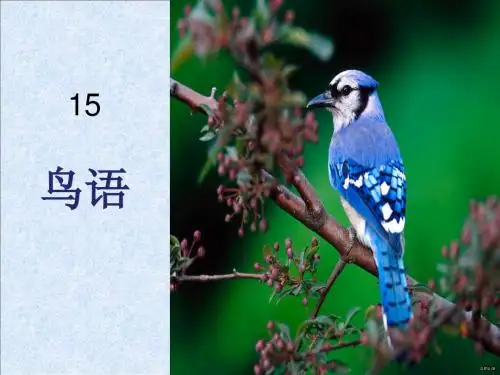 苏教版小学语文四年级下册15鸟语PPT