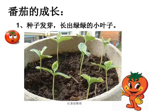 红番茄整理课件