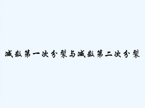 减数第一次分裂与减数第二次分裂-PPT