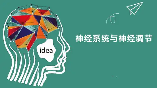 《神经系统与神经调节》PPT教学课件