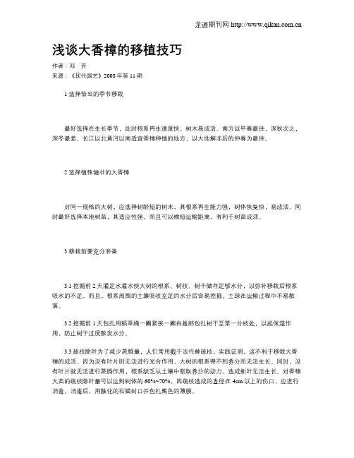 浅谈大香樟的移植技巧