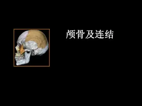 颅骨及连结