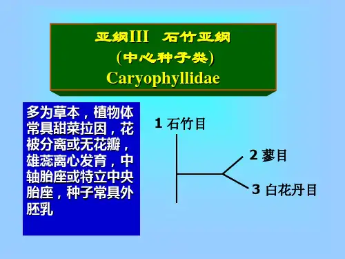 石竹亚纲Caryophyllidae