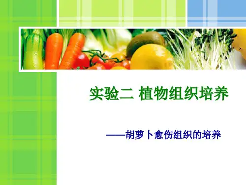 实验：胡萝卜愈伤组织的培养