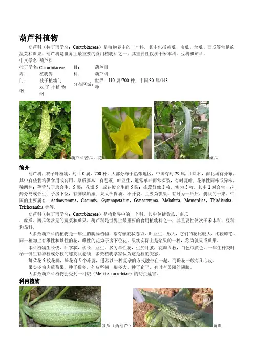葫芦科植物——精选推荐