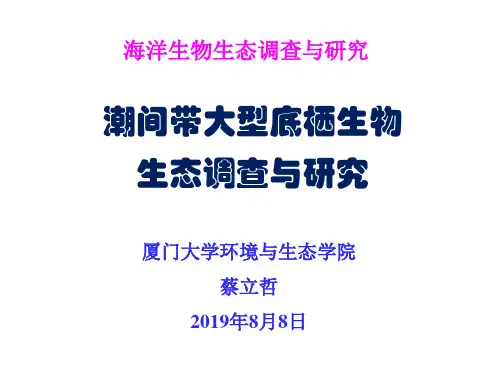 潮间带大型底栖动物调查