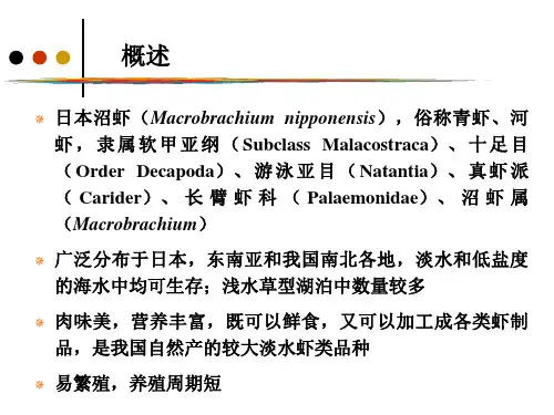 日本沼虾的养殖
