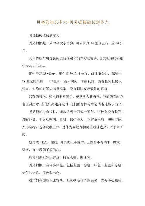 贝格狗能长多大-贝灵顿梗能长到多大
