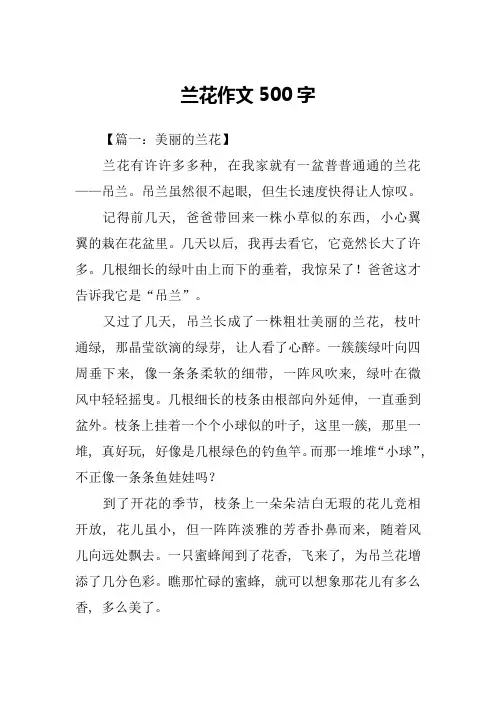 兰花作文500字