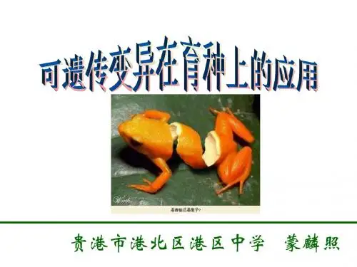 (2019版)高二生物可遗传变异在育种上的应用