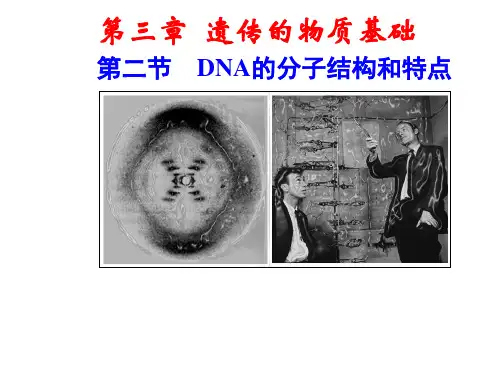 3.2-DNA的分子结构和特点