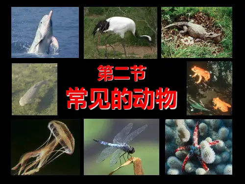 2.4 常见的动物(1)(优质推荐版)