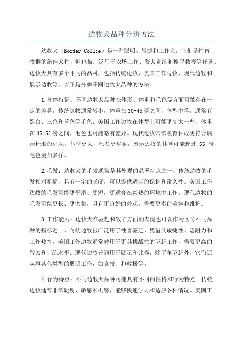 边牧犬品种分辨方法