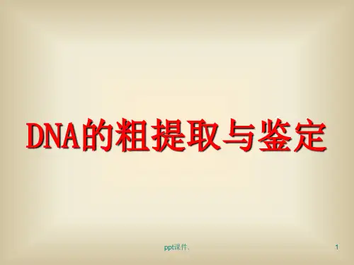 DNA的粗提取与鉴定ppt课件