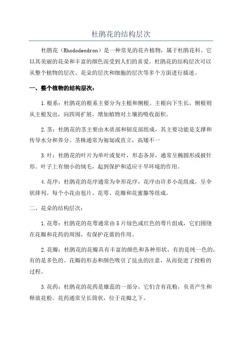 杜鹃花的结构层次