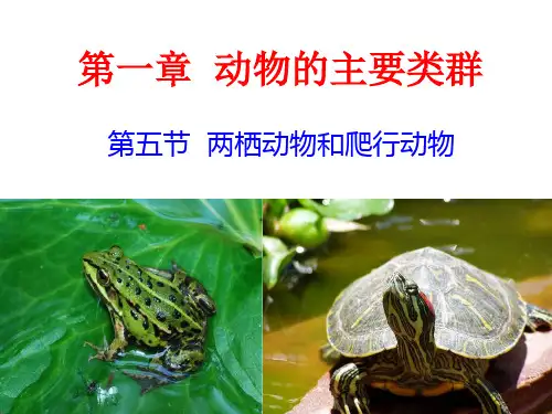 5.1.5 两栖动物和爬行动物