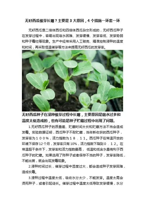 无籽西瓜催芽长霉？主要是3大原因，4个措施一环套一环