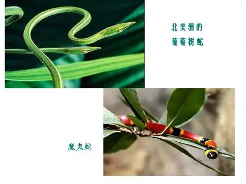 《捕蛇者说》ppt