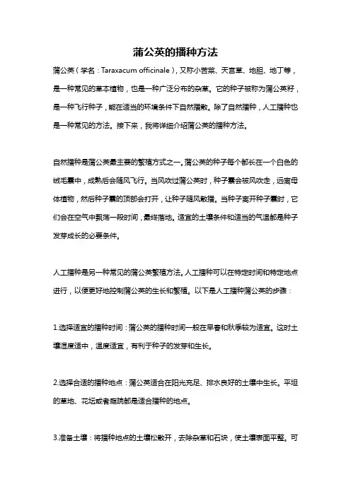 蒲公英的播种方法