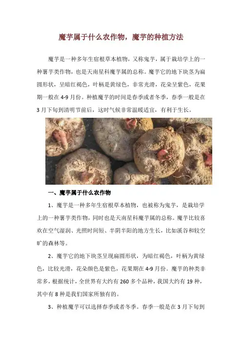 魔芋属于什么农作物,魔芋的种植方法