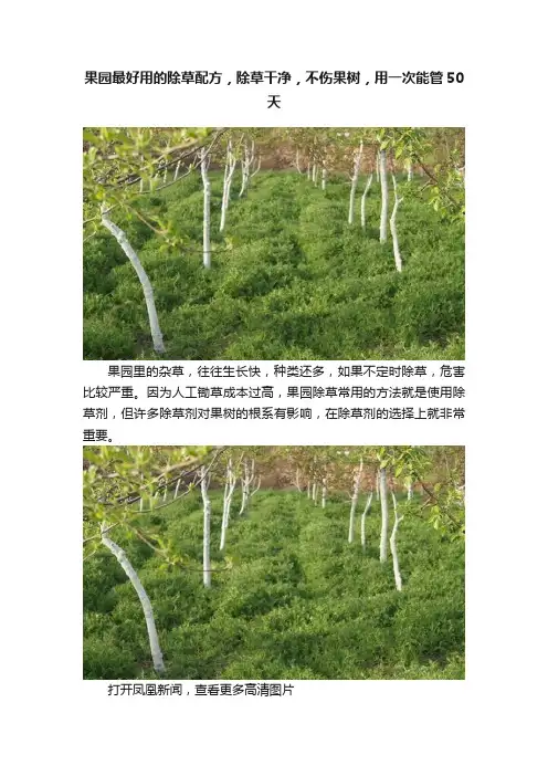 果园最好用的除草配方，除草干净，不伤果树，用一次能管50天