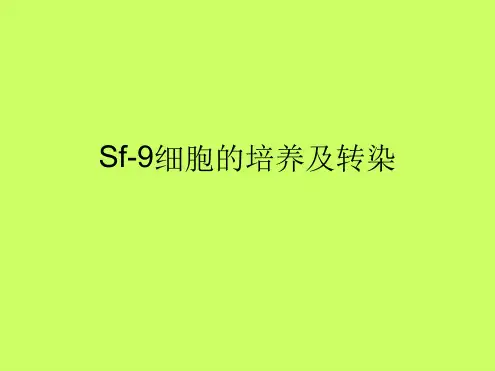 Sf9细胞的培养及转染