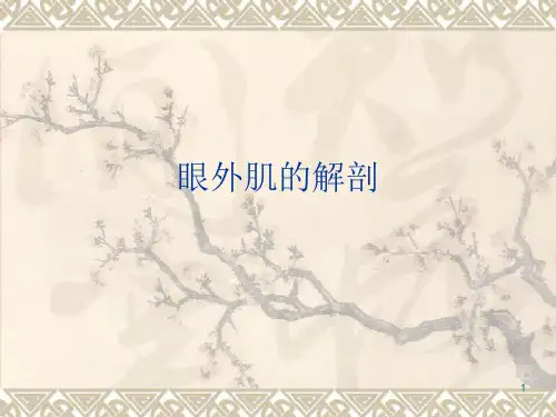 眼外肌的解剖课件