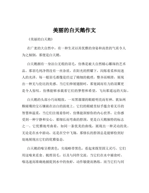 美丽的白天鹅作文