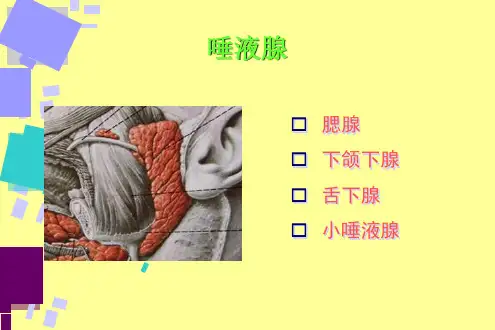口腔医学唾液腺常见疾病ppt课件