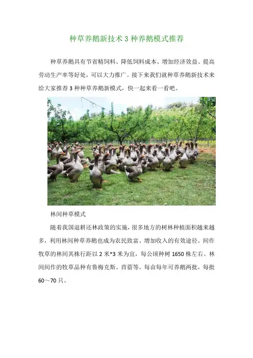 种草养鹅新技术 3种养鹅模式推荐