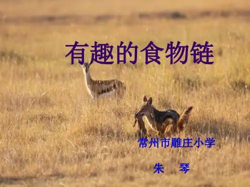 六年级下 有趣的食物链 苏教版实用PPT (共12张PPT)