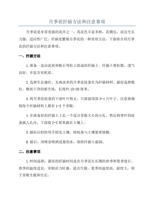 月季花扦插方法和注意事项