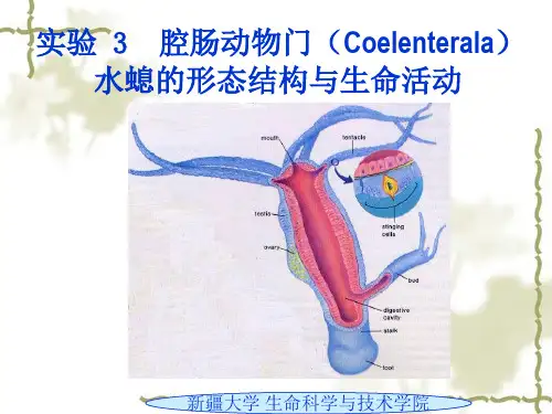 第三实验   肠腔动物门