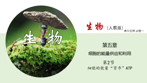 细胞的能量“货币”ATP(课件)(共26张PPT个视频)人教版必修