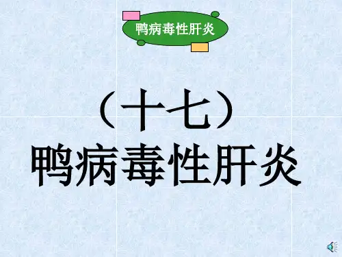 鸭病毒性肝炎