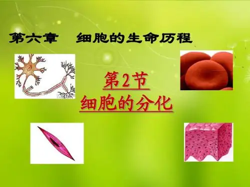 高中生物《第六章 第二节 细胞的分化》课件 新人教版必修1