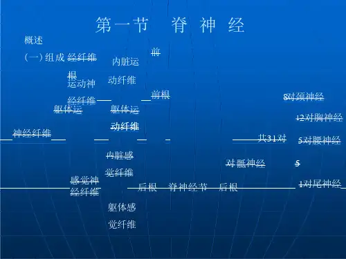 《脊神经》课件
