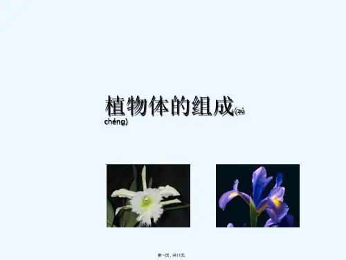 生物：81《植物体的组成》课件苏科版七年级下