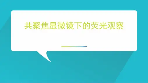 共聚焦显微镜下的荧光观察